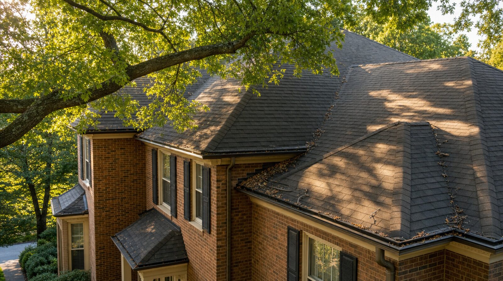 How Trees Affect Your Roof's Lifespan (and What to Do About It)
